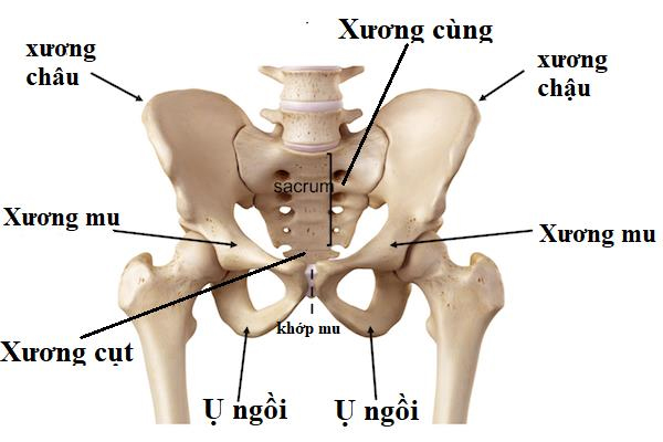 Rối loạn chức năng xương cùng là nguyên nhân gây đau lưng dưới gần mông ở nữ giới
